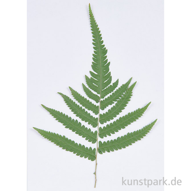 Artikelbild 1 des Artikels “Gepresste Pflanzen - Großer Farn, 1 Stück “