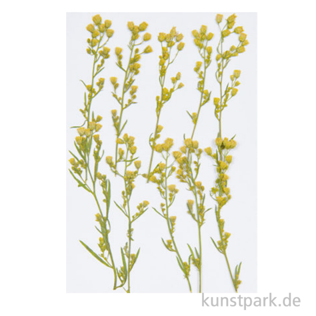 Artikelbild 1 des Artikels “Gepresste Pflanzen - Kanadisches Berufkraut, 6 Stück “