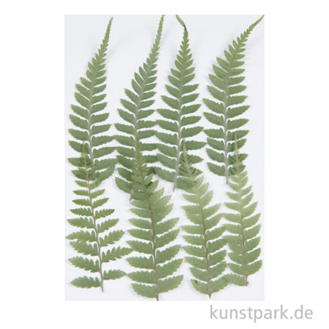 Artikelbild 1 des Artikels “Gepresste Pflanzen - Kleiner Farn, 8 Stück “