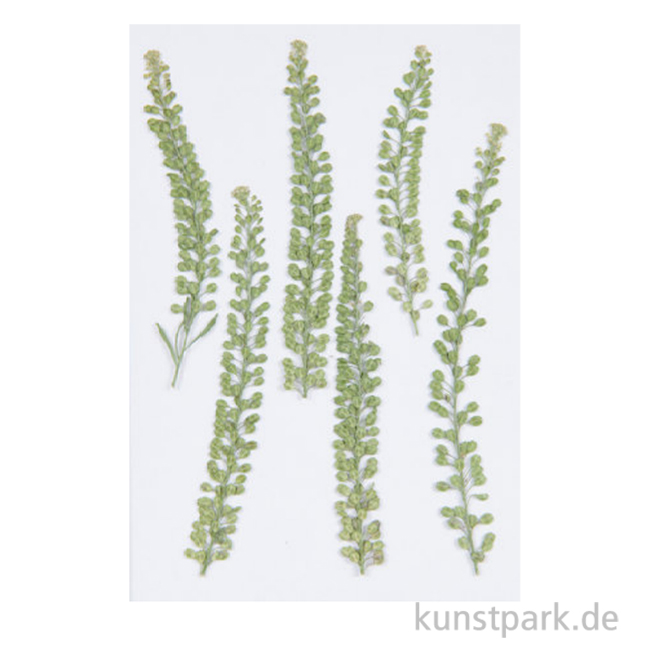 Artikelbild 1 des Artikels “Gepresste Pflanzen - Kresse, 6 Stück “