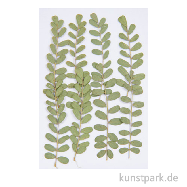 Artikelbild 1 des Artikels “Gepresste Pflanzen - Nelkengewächs, 8 Stück “