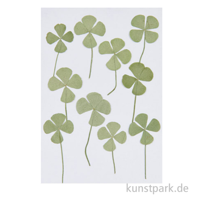 Artikelbild 1 des Artikels “Gepresste Pflanzen - Vierblättriges Kleeblatt, 10 Stück “