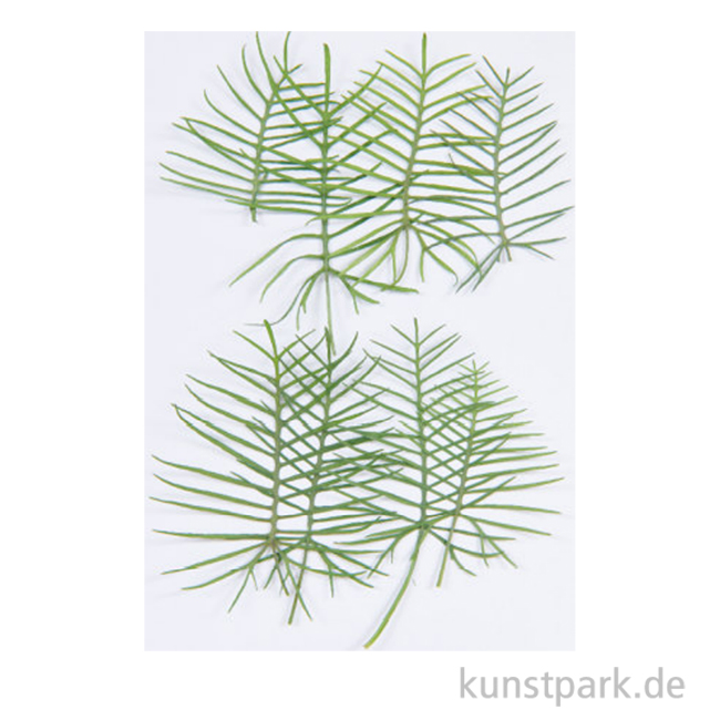 Artikelbild 1 des Artikels “Gepresste Pflanzen - Zypressen-Prunkwinde, 6 Stück “