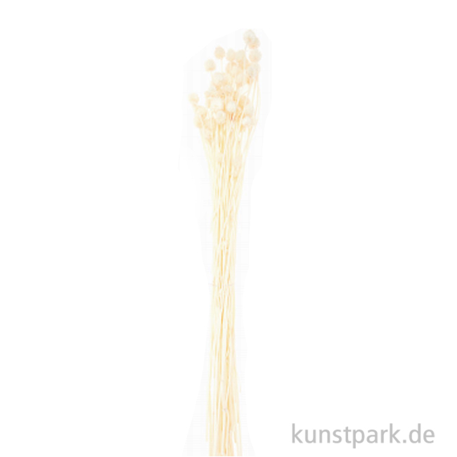 Artikelbild 1 des Artikels “Getrocknete japanische Karde Natur, 50 g als Bund “