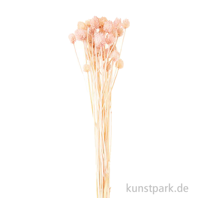 Artikelbild 1 des Artikels “Getrocknete japanische Karde Pink, 50 g als Bund “
