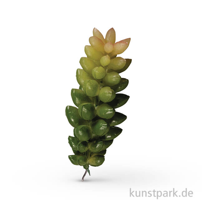 Artikelbild 1 des Artikels “Mini-Sukkulente - Crassula, 2,5x6,5 cm, 1 Stück “