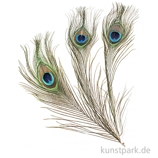 Artikelbild 1 des Artikels “Pfauenfedern, 25 cm, 3 Stück “
