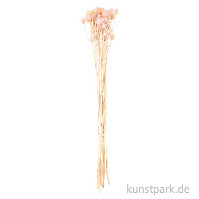 Artikelbild 2 des Artikels “Getrocknete japanische Karde Pink, 50 g als Bund “