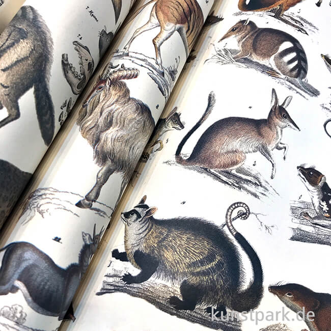 Artikelbild 2 des Artikels “PEPIN Kreativpapier Buch - Fauna “