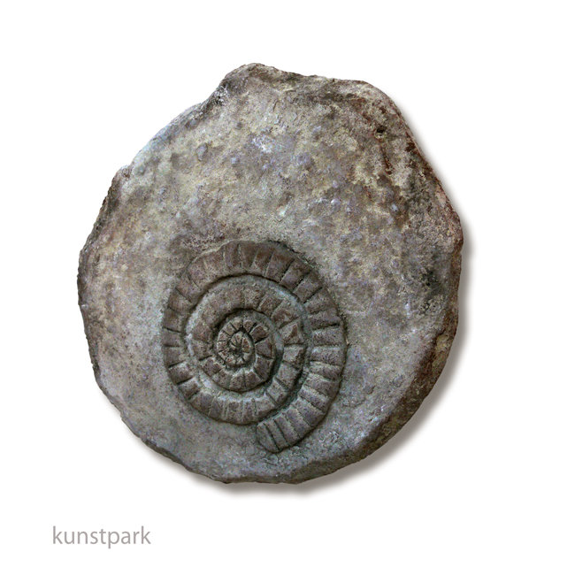 Artikelbild 3 des Artikels “Styroporscheibe Medallion 5 cm Dicke, 30 cm “